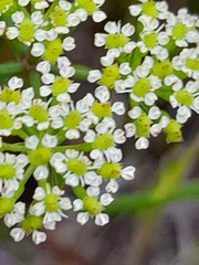 Dasispermum suffruticosum