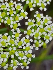 Dasispermum suffruticosum
