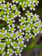 Dasispermum suffruticosum