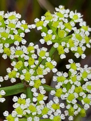 Dasispermum suffruticosum