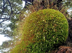 Leptostomum inclinans