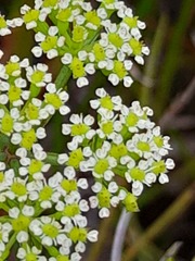 Dasispermum suffruticosum