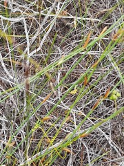 Dasispermum suffruticosum