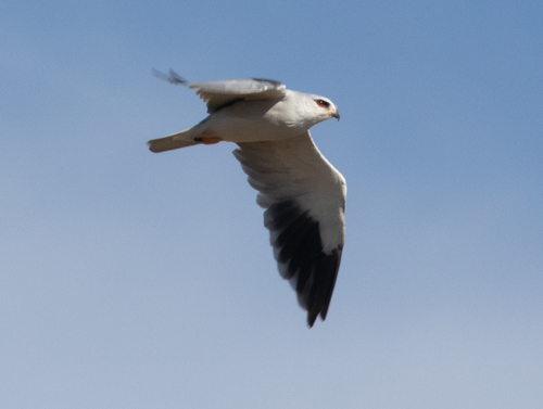 Elanio común (Elanus caeruleus)