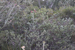 Adenanthos cuneatus