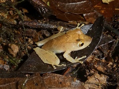 Pristimantis caryophyllaceus
