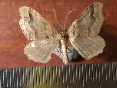 Austrocidaria parora