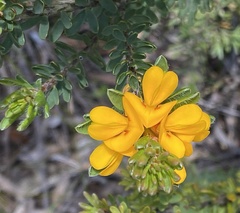 Pultenaea canescens