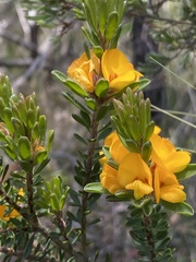 Pultenaea canescens