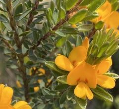 Pultenaea canescens