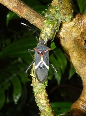 Leptoscelis conspicuus
