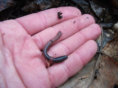 Lumbricus rubellus