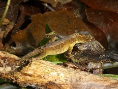 Anolis humilis