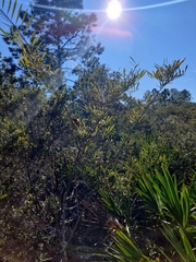 Asimina angustifolia