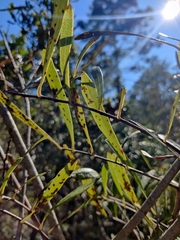 Asimina angustifolia