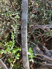 Asimina angustifolia
