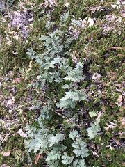 Myriopteris wrightii