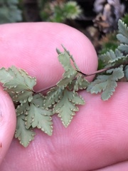 Myriopteris wrightii