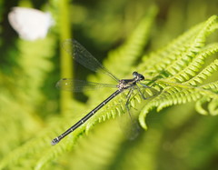 Austroargiolestes icteromelas