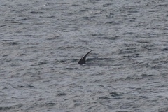 Eschrichtius robustus