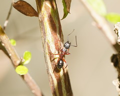 Camponotus innexus