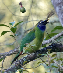 Aulacorhynchus prasinus caeruleogularis