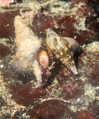 Pseudomelatoma torosa