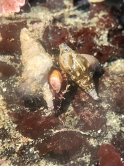 Pseudomelatoma torosa