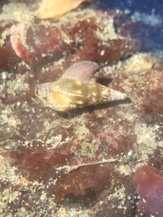 Pseudomelatoma torosa