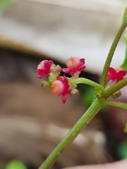 Chenopodium robertianum