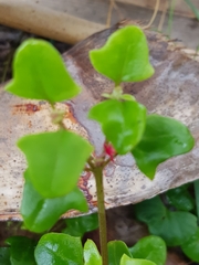 Chenopodium robertianum