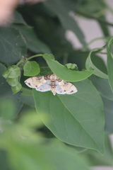 Azochis rufidiscalis
