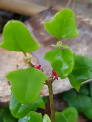 Chenopodium robertianum