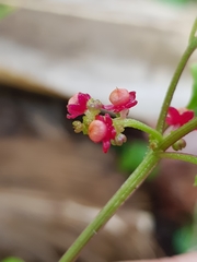 Chenopodium robertianum