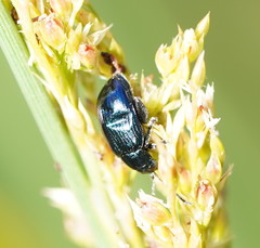 Arsipoda chrysis