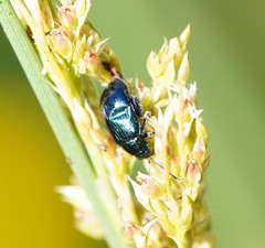 Arsipoda chrysis
