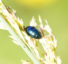 Arsipoda chrysis
