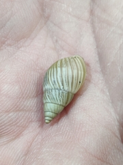 Bulimulus bonariensis image