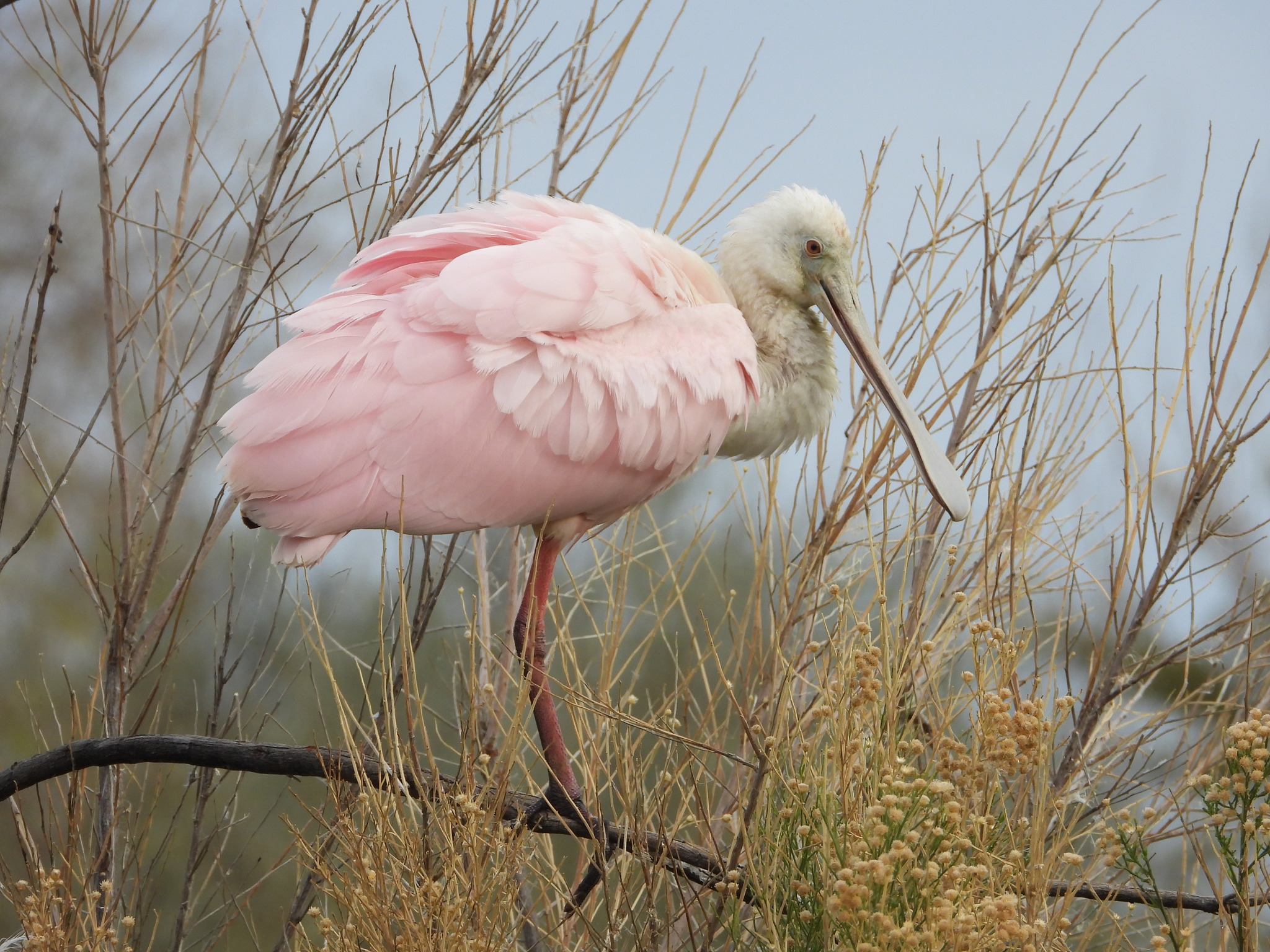 Roseate Spoonbill illustration