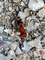 Pseudomethoca vanduzei