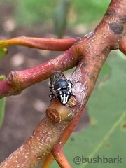 Hylaeus lactifer