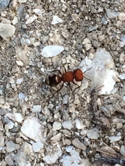 Pseudomethoca vanduzei