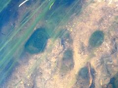 Cladophora glomerata