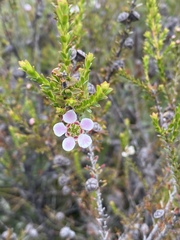 Leptospermum liversidgei