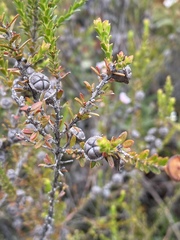 Leptospermum liversidgei