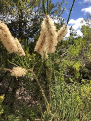 Melaleuca huegelii