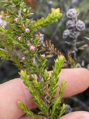 Leptospermum liversidgei