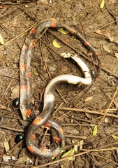 Oxyrhopus petolarius