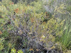 Leptospermum liversidgei