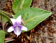 Viola stipularis